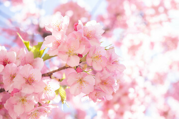 満開の河津桜のクローズアップ