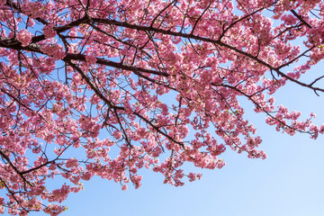 Obraz premium 澄んだ青空と満開の河津桜