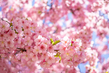 満開の河津桜のクローズアップ