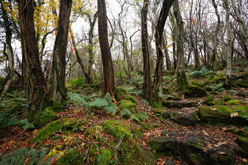 fine pathway through tinged forest