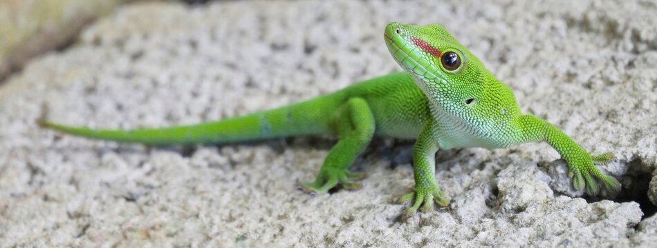 Green Gecko Lizard on concrete block