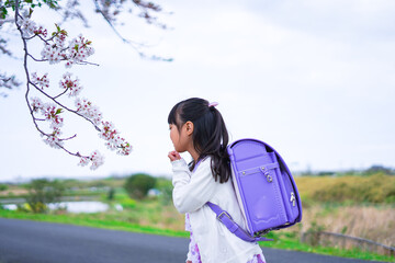 桜が咲く中登校する小さな女の子