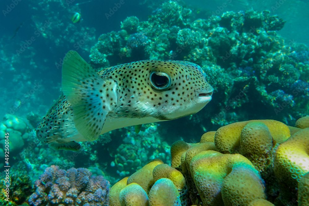 Sticker Porcupinefish