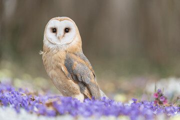 The wonderful Barn owl on ground in spring season (Tyto alba) - 492500172
