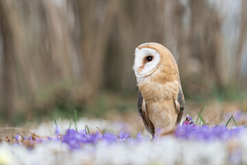 The wonderful Barn owl in the wild (Tyto alba)