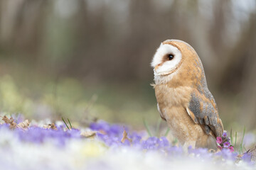 Barn owl in the flowering meadow (Tyto alba)