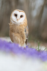 Face to face with a perfect predator, the Barn owl in spring season (Tyto alba)