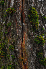 moss on tree bark
