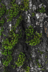 moss on tree bark