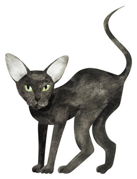Watercolor illustrations of black cat. Hand-drawn black oriental shorthair cat.
