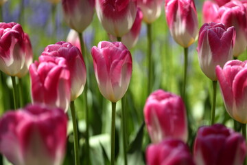 Fototapeta premium 春の花