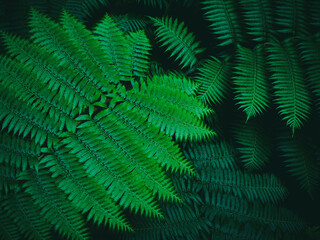Fototapeta na wymiar Green leaves Fern plant Nature background Tropical Forest Jungle Dark colour tone