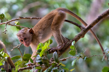 Toque macaque monkey climbs onto a slender tree trunk in the shade of the tropical rain forest,...
