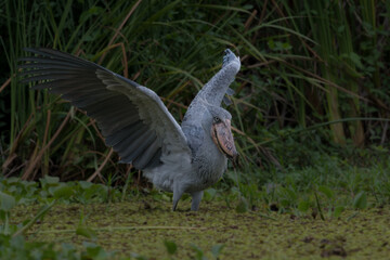 African Balaeniceps (Balaeniceps rex) is a large African bird from the order of the rocks, known especially because of its conspicuously shaped beak.