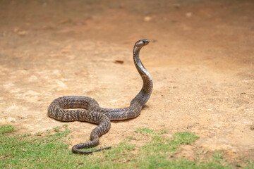 The cobra is the common name of some elapids able to widen the ribs to form the famous hood.