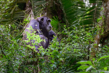 Pan-hooting chimpanzee (Pan troglodytes) in natural habitat