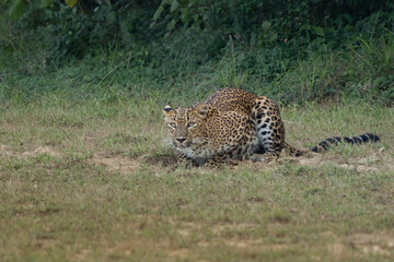 Fototapeta na wymiar Panthera Paradus Kotiya (Sri Lanka Leopard), posing for the camera.