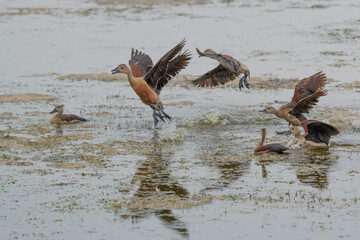 F ulvous whistling duck or fulvous tree duck (Dendrocygna bicolor) standing in the grass