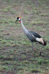 grey crowned crane in natural habitat (balearica regulorum)