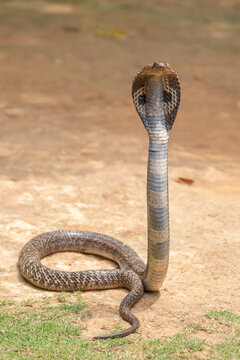The cobra is the common name of some elapids able to widen the ribs to form the famous hood.