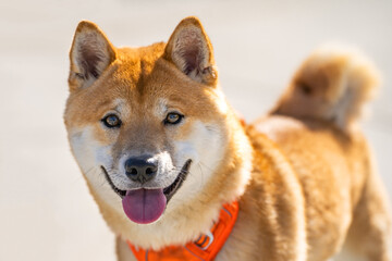 Portrait of smiling Shiba inu dog.