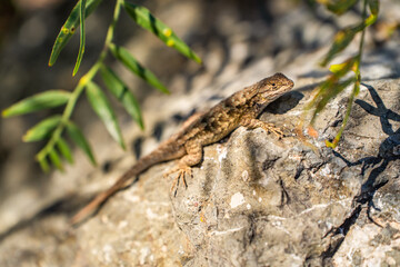 Obraz premium Eastern Fence Lizard (Sceloporus undulatus) sitting on a rock. 