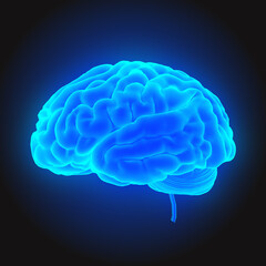 A brain is an organ that serves as the center of nervous system in all vertebrate and most invertebrate animals. It is located in the head usually close to the sensory organs for senses such as vision