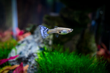 Female guppy in a plant aquarium