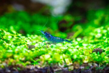 Aquarium blue dream shrimp in plant aquascape