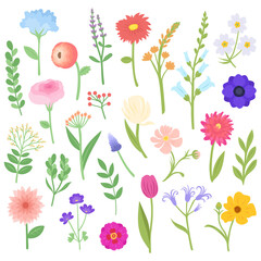 Set of spring flowers and plants, vector