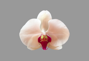 isolated white vanda orchid flower with clipping paths.