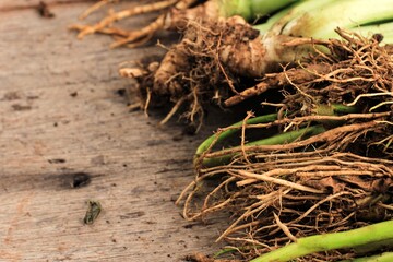 Plant roots in Wooden texture.