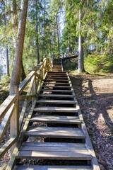 wooden bridge in the forest