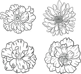 Peony flower vector for tattoo design on white background.Beautiful line art for doodle coloring book with Peony flower illustration on isolated.Chinese flower hand drawn style.Chrysanthemum floral.