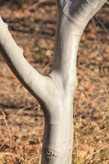 close up of a trunk