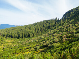 Mountain landscape with coniferous forest, bushes and beautiful sky. Carpathian valley near Hoverla in autumn sunny day.