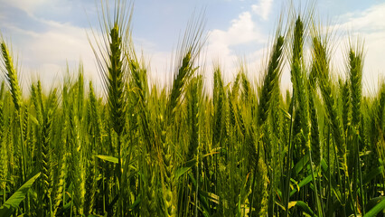 A close-up shot of green wheat stalks, growing in a field in Rajasthan State.