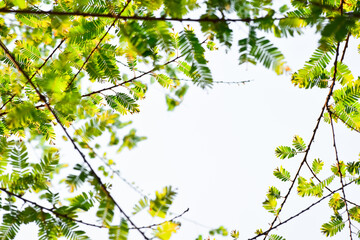 green leaves of the sky. Frame within a frame. 
