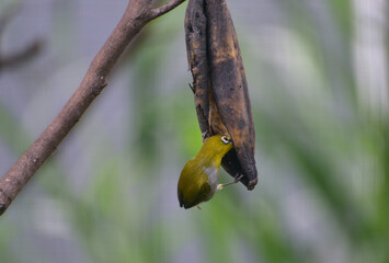 Bird is eating. Close up of The Indian white eye bird, Zosterops palpebrosus, formerly the Oriental white eye  bird.