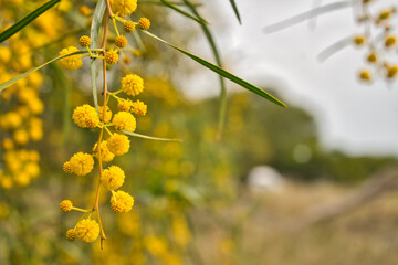 Obraz premium Water Battle, Acacias species, also known as Swamp Wattle, Retinodes wattle, Wirilda.
