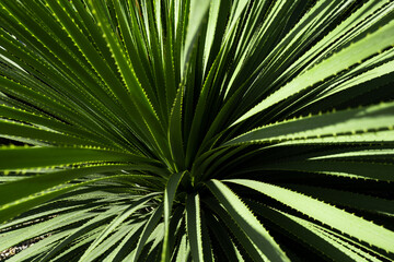 Cactus backdround, cacti design or cactaceae pattern. Agave cactus.