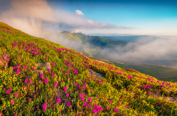 Fototapeta premium Foggy morning scene of Chornogora mountain range. Picturesque summer view of blooming pink rhododendron flowers on mountain hills. Beauty of nature concept background.