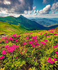 Obraz premium Blooming pink rhododendron flowers on the Chornogora range. Adorable summer view of Carpathian mountains with highest peak Hoverla on background, Ukraine, Europe.