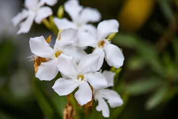 white flowers in greenery close-up