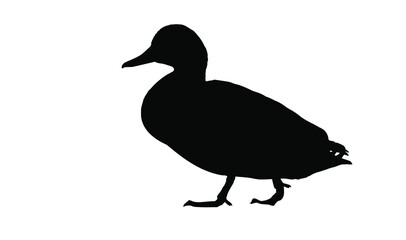 Duck. Vector image. White background. Bird: Mallard. Anas platyrhynchos.