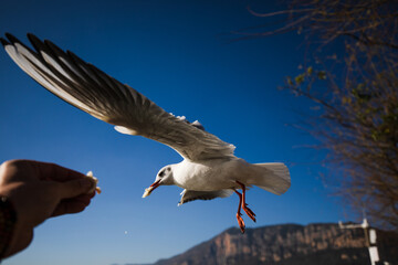 Hand feeding seagulls with blue sky background