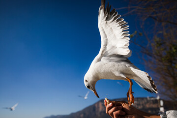 Hand feeding seagulls with blue sky background