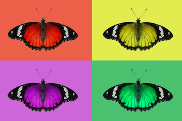 set of butterflies with clipping path