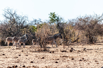 A group of Burchell's Plains zebra -Equus quagga burchelli- walking on the plains of Etosha National Park, Namibia.