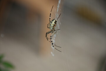 Colourful spider climbs on the web.